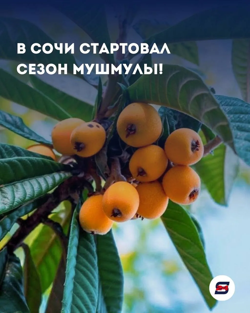 🧡 Солнечный сезон в Сочи: на рынках появилась долгожданная мушмула!
Май на Черноморском побережье —