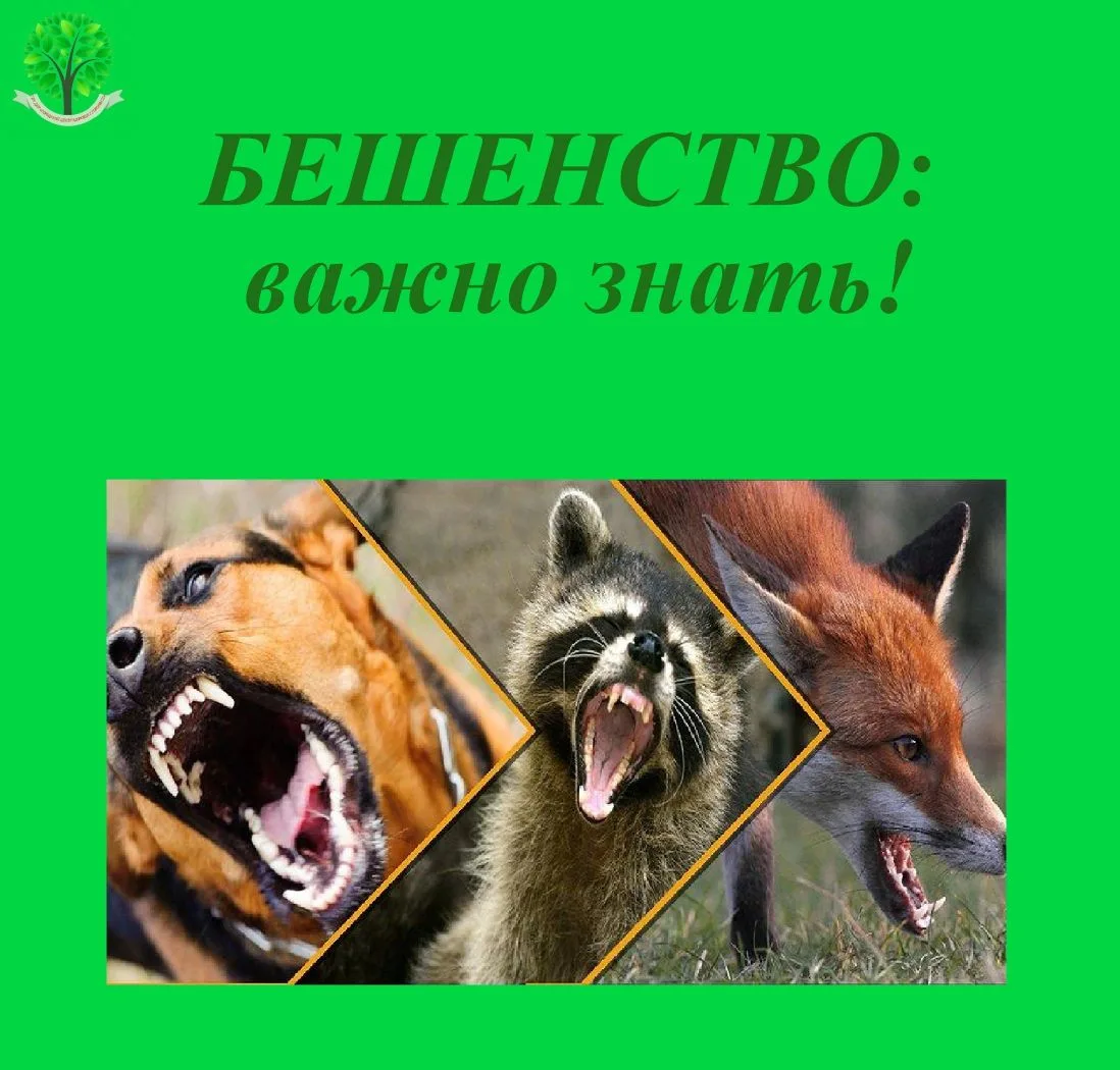 БЕШЕНСТВО: ВАЖНО ЗНАТЬ!