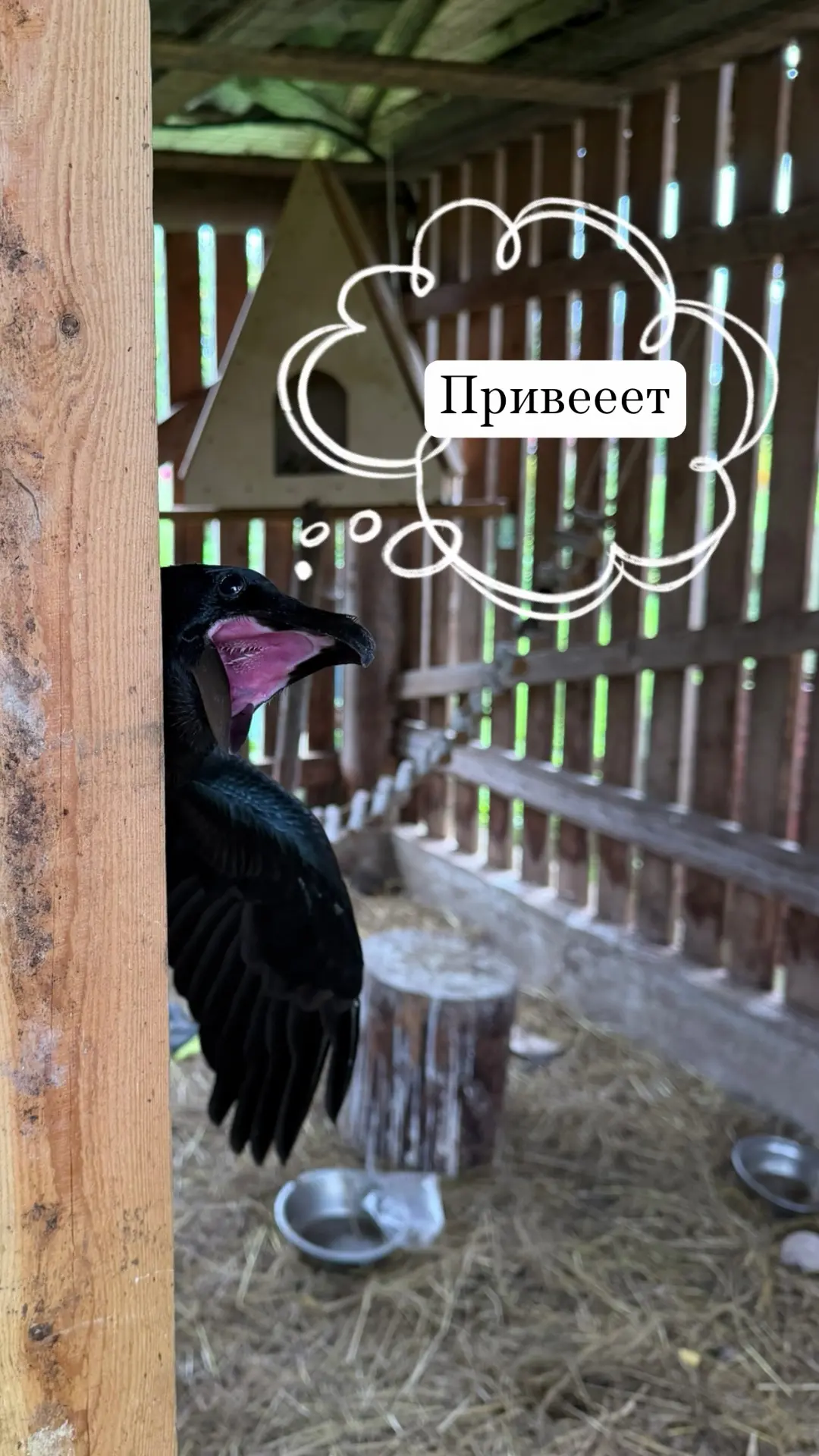 Карлуша вам привет передает!