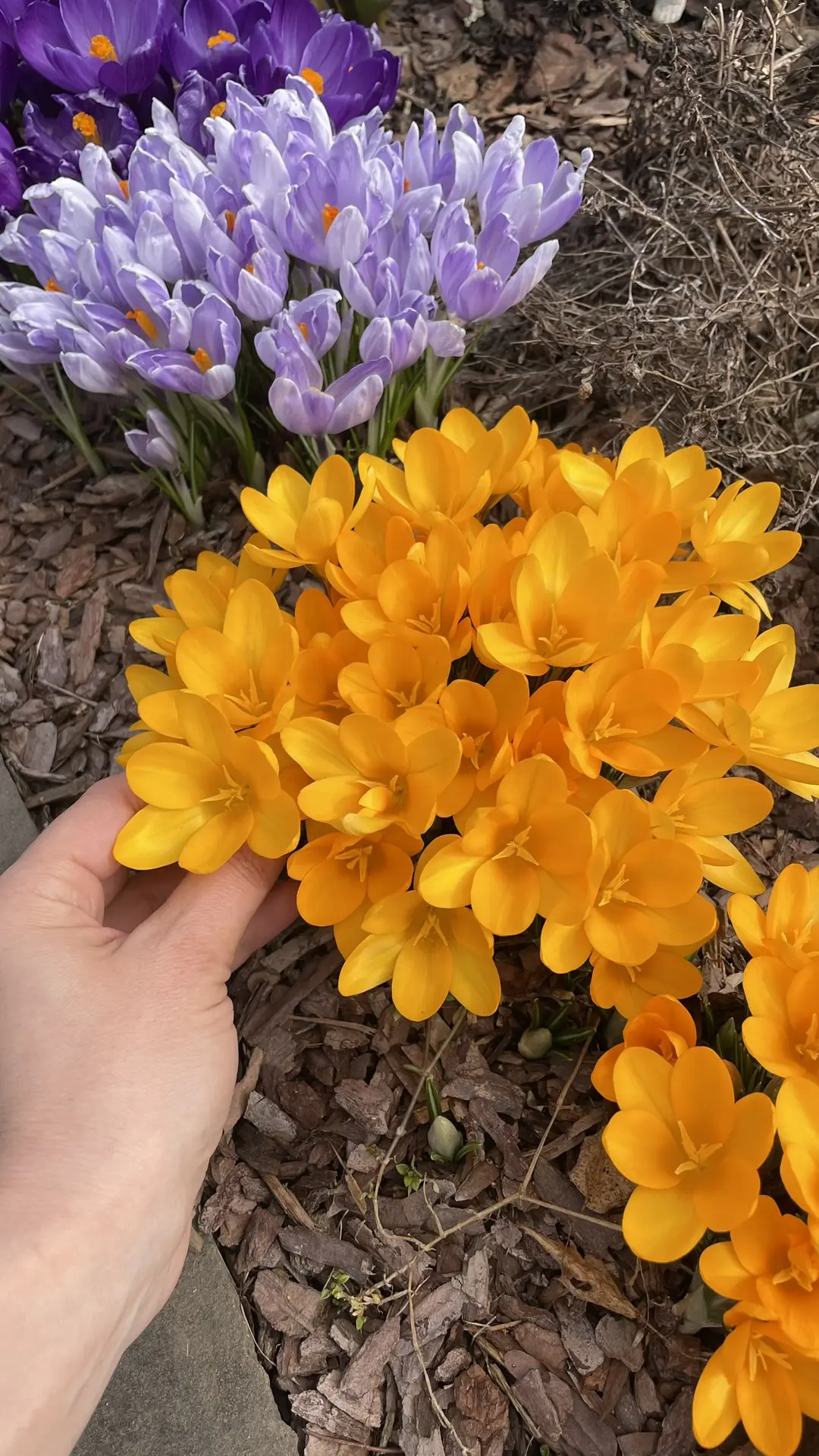 Доброе воскресное утро 🌷🌷🌷