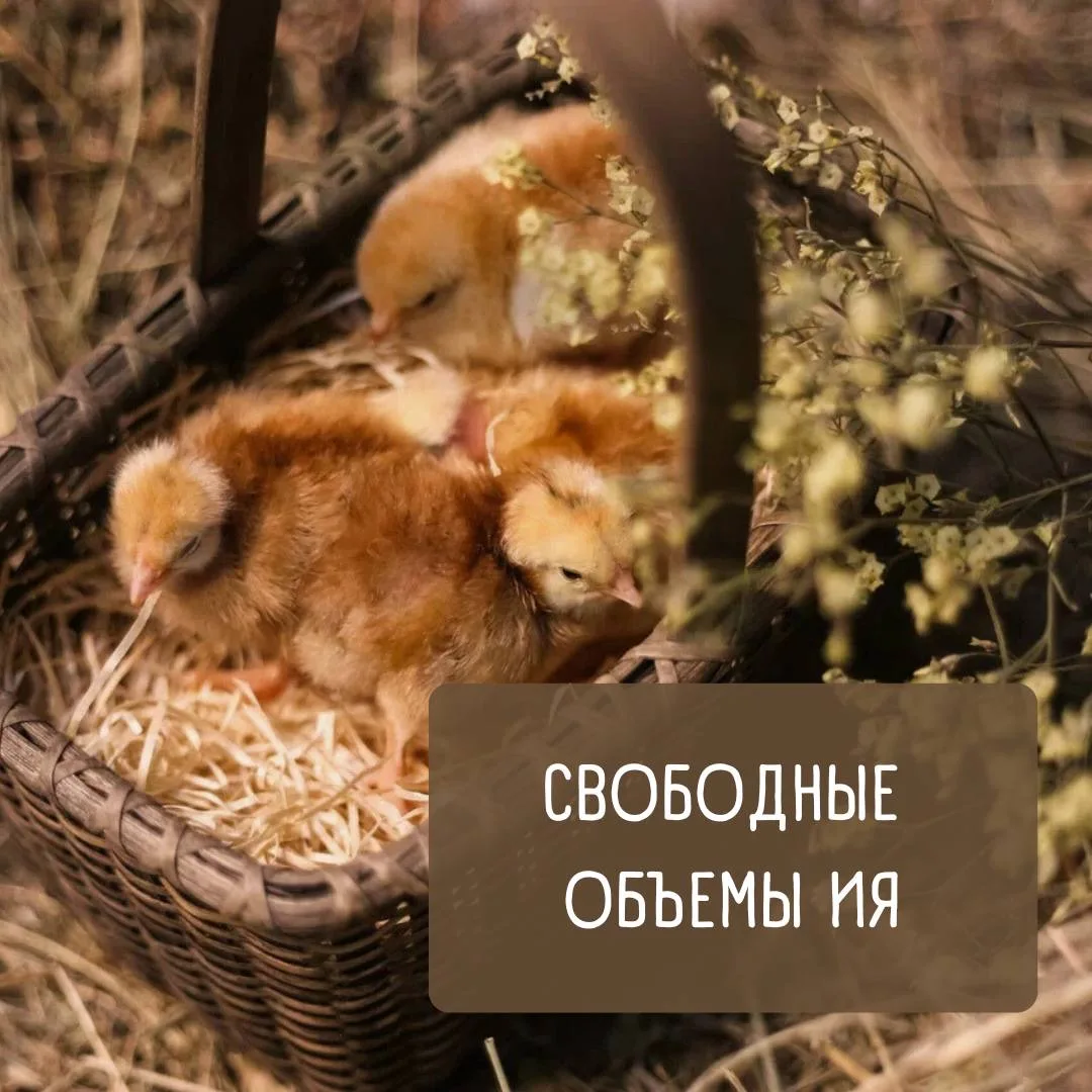 Свободные объемы 
инкубационного яйца на 3 августа 🐣


🔸 Кобб (Беларусь) — 120 шт. 
🔸 Росс (Белар