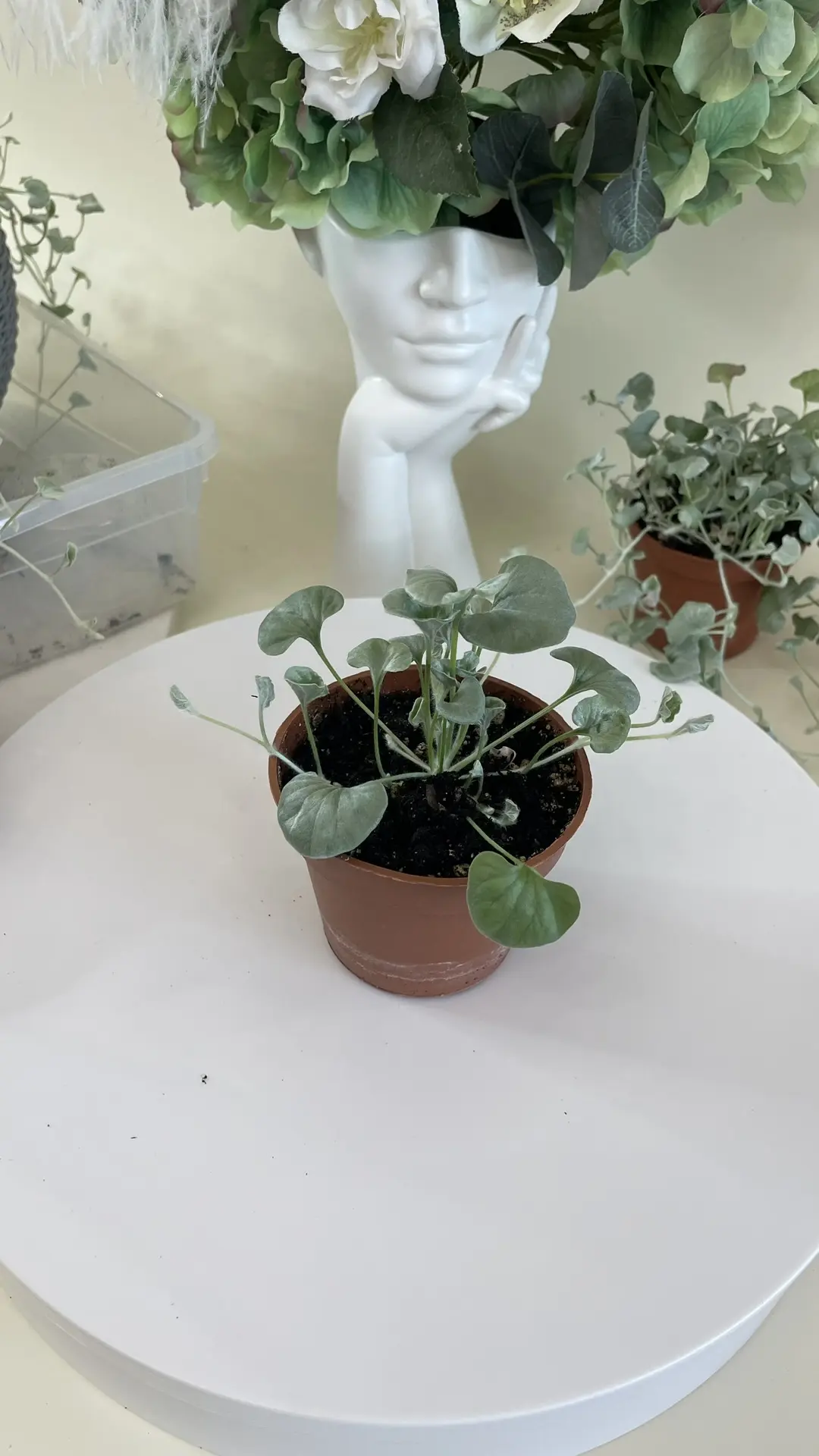Девочки я в восторге 😃 Дихондра отлично укоренилась от материнского куста 👍  Малыши нарастили отличн