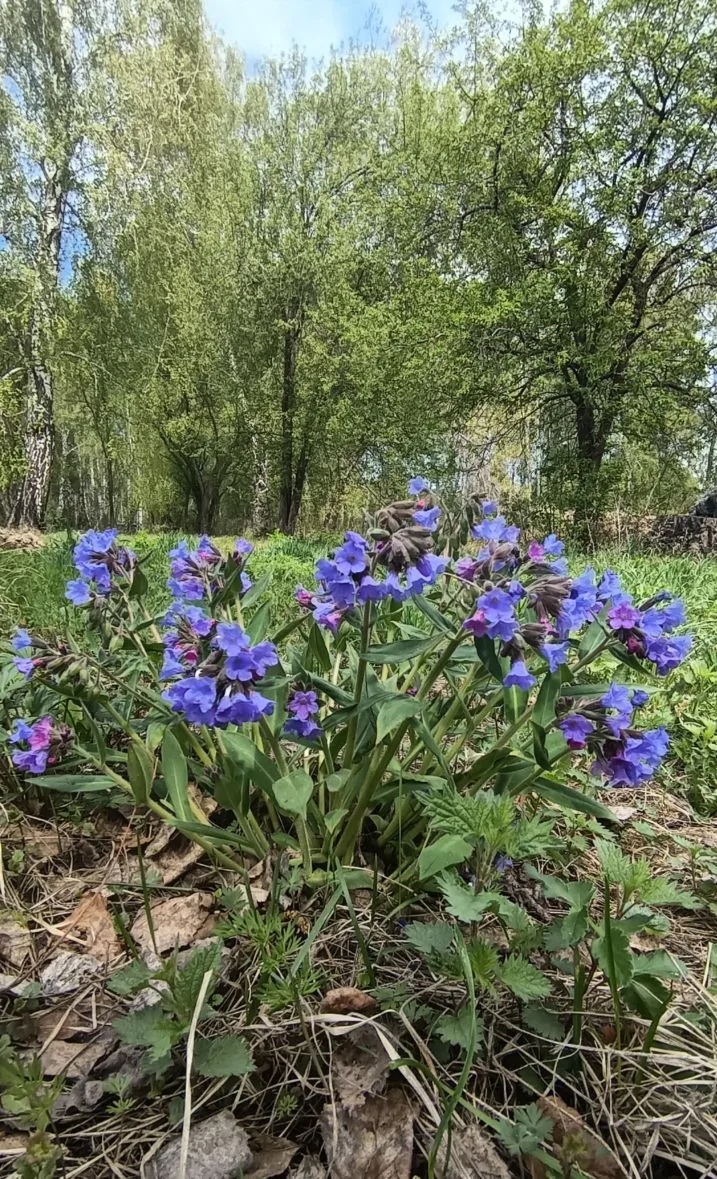 🌸 Весна в школьном дворе: природа просыпается!