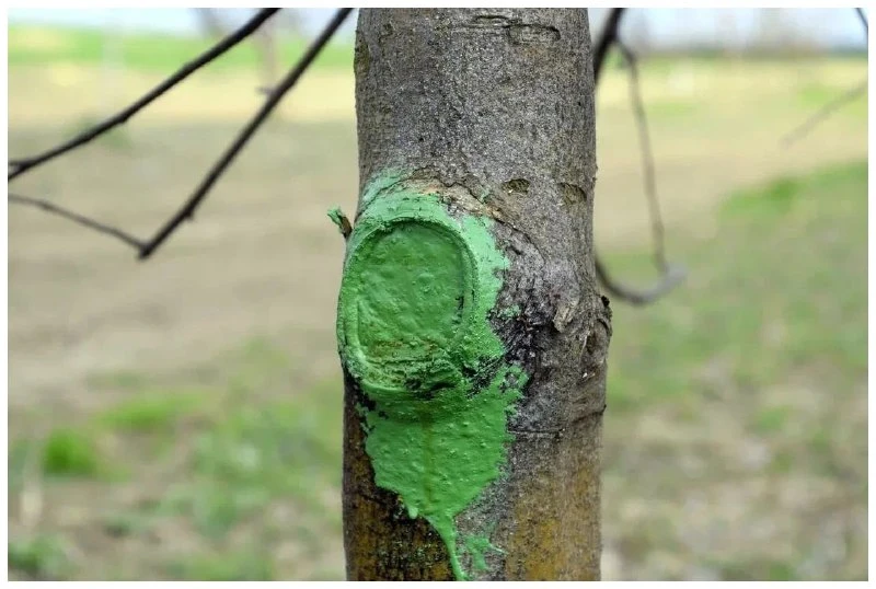 ЗАЛЕЧИВАЕМ РАНЫ РАСТЕНИЙ 🌿