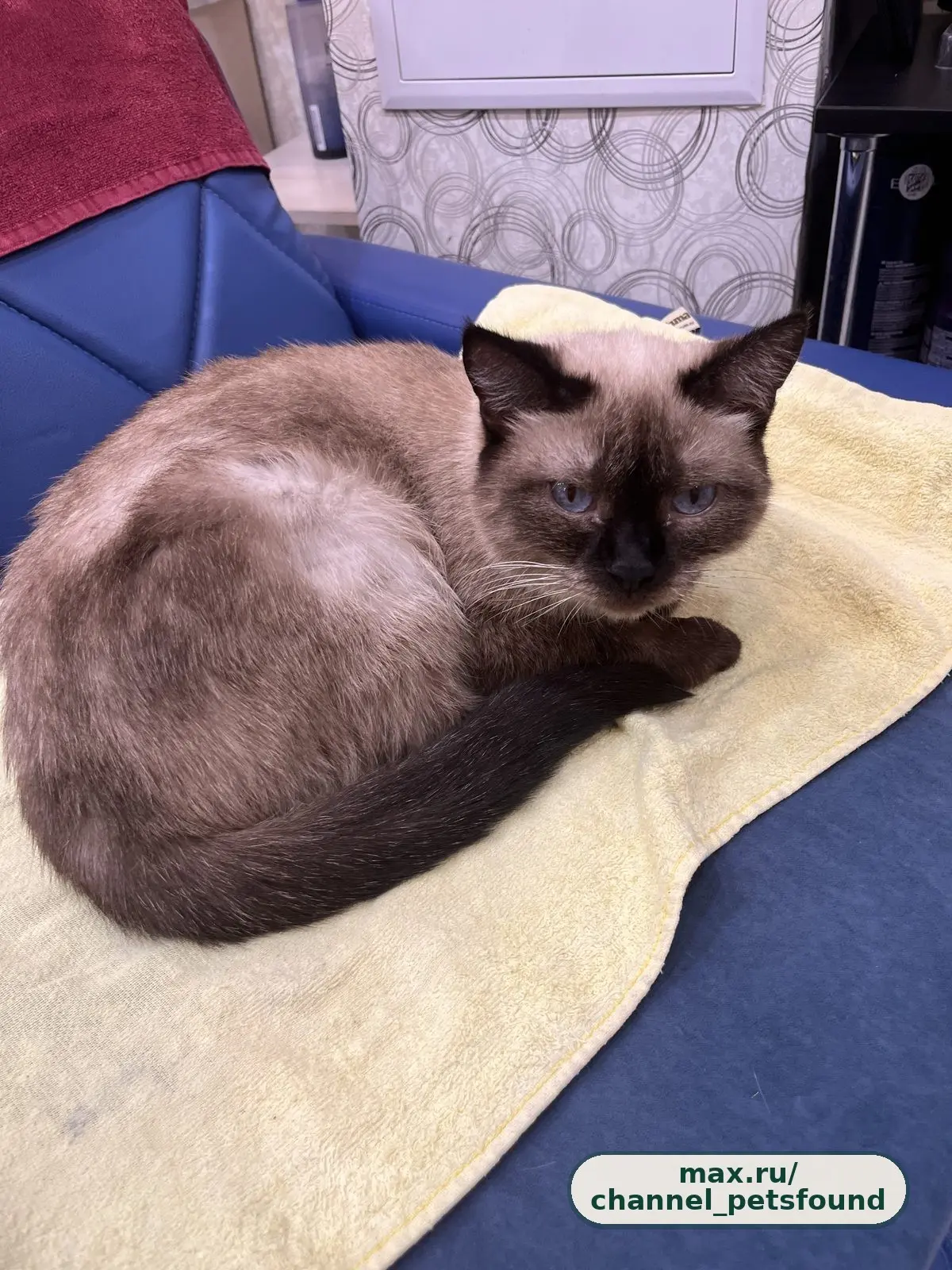 🐾 Найден питомец — Тюмень