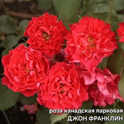 Вчера один праздник оказался в тени - День красной розы.