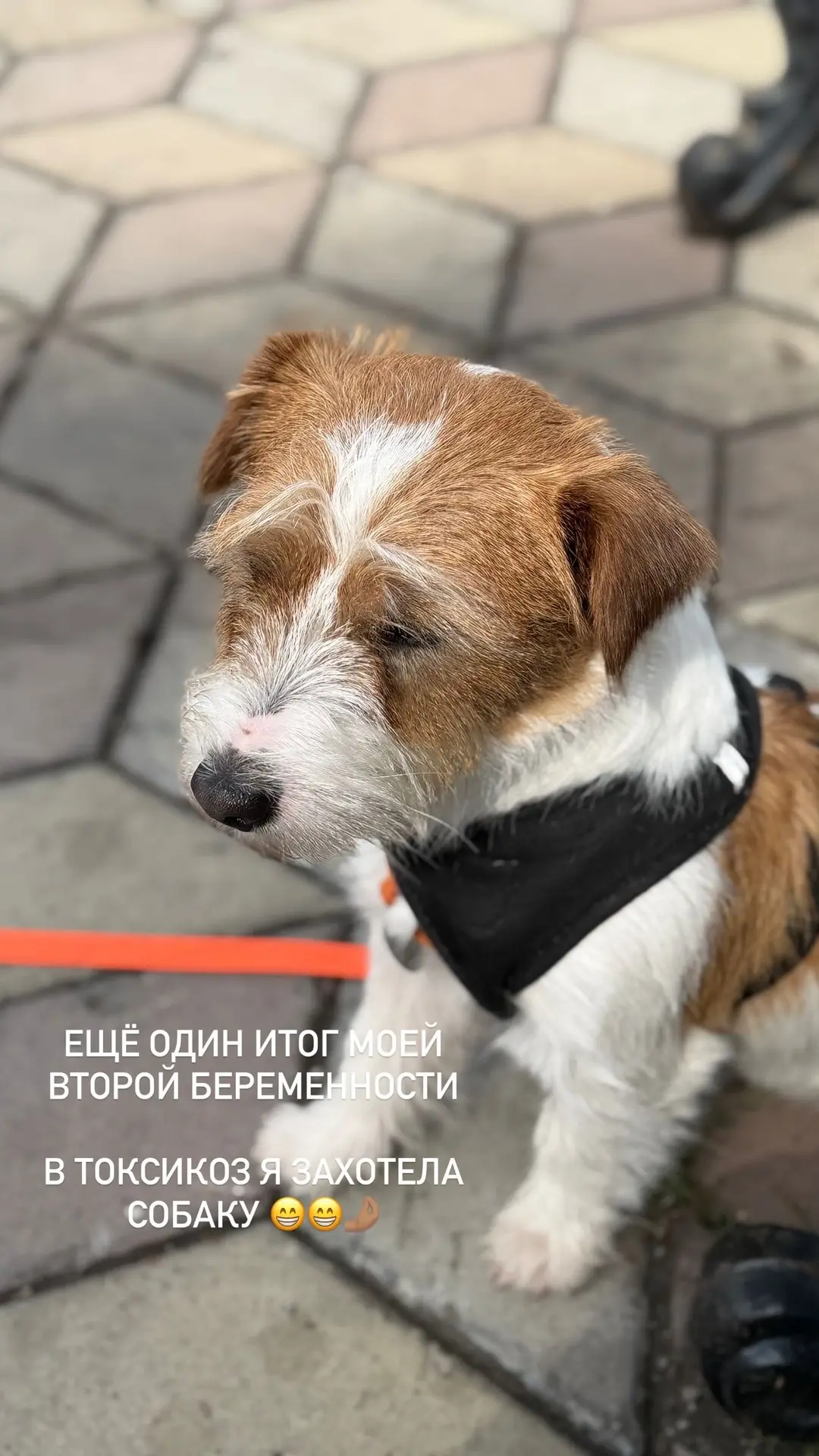 Когда меня накрыло токсикозом (2-ая беременность), я СРОЧНО захотела собаку)) мы вообще...