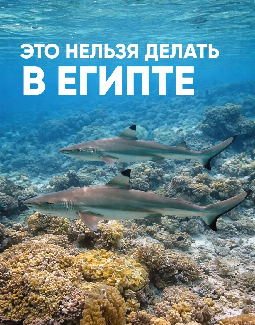 Красное море такого вам не простит!