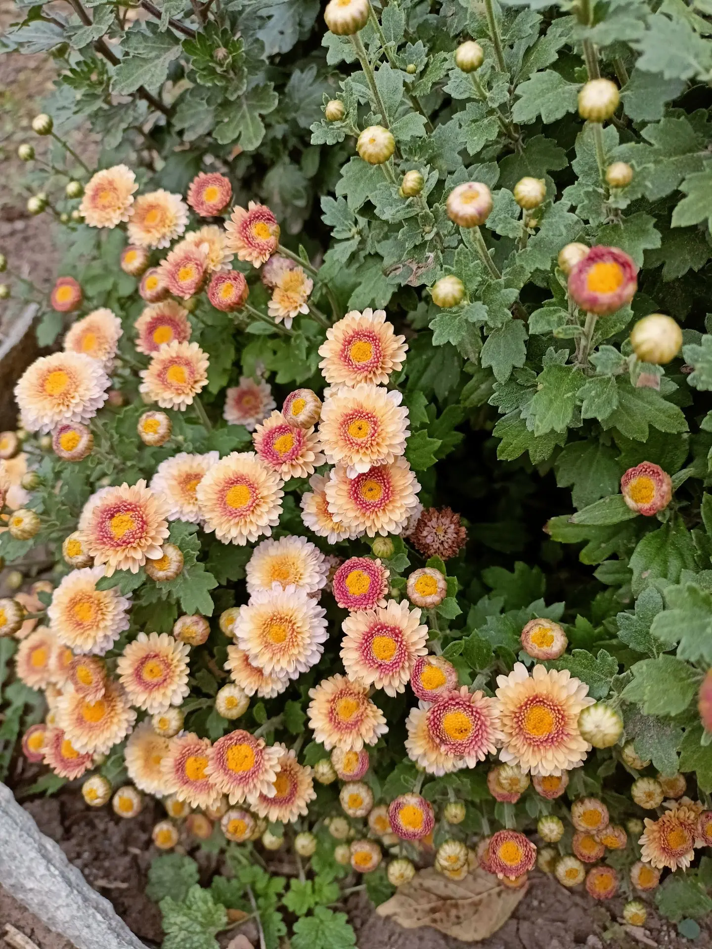 Моя радость🌹🌹🌹 моя отдушина и место 🧘. Мой маленький уголок радости. Полюбовалась с...