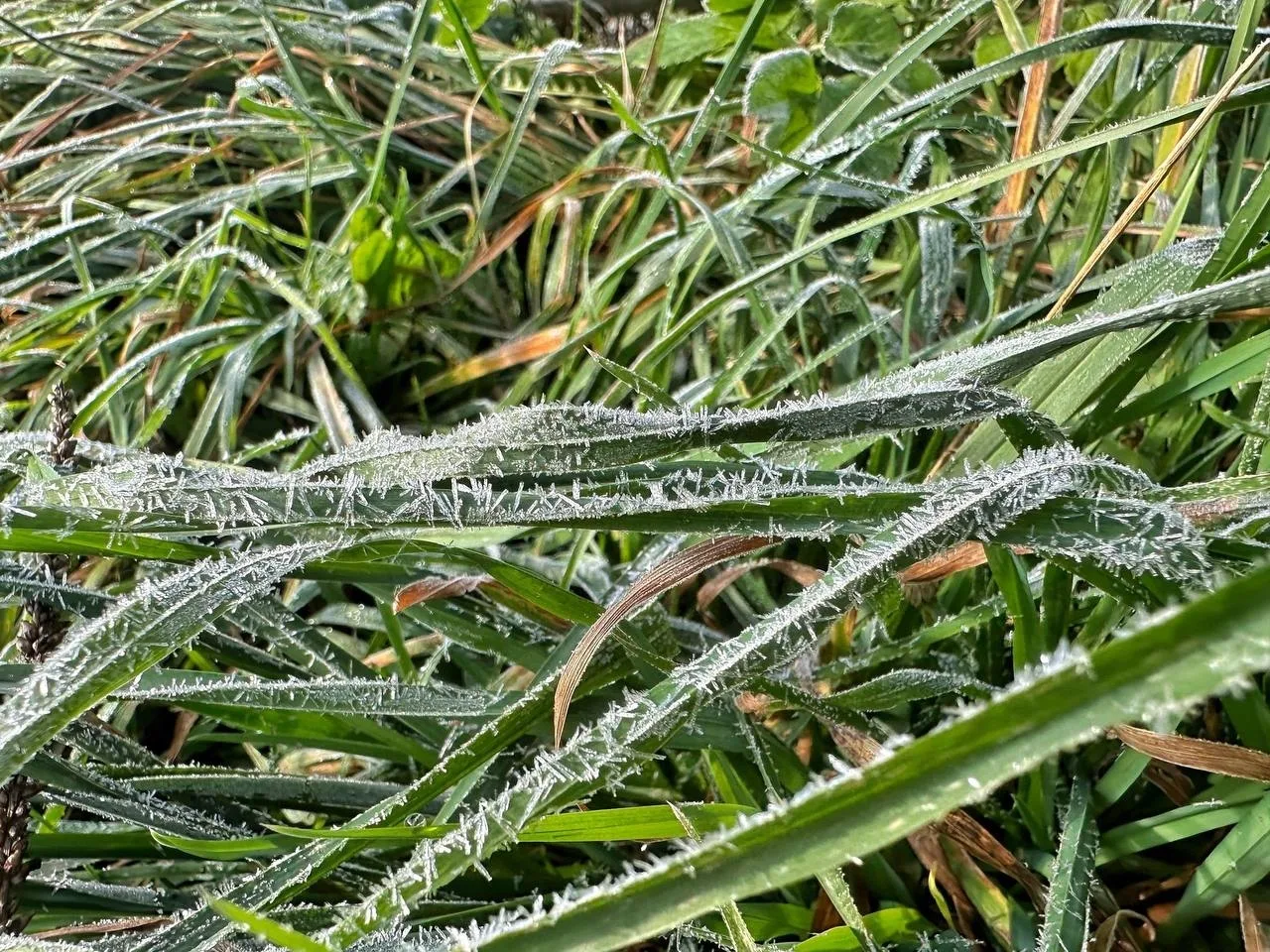Первый заморозок в Слободском ❄️❄️