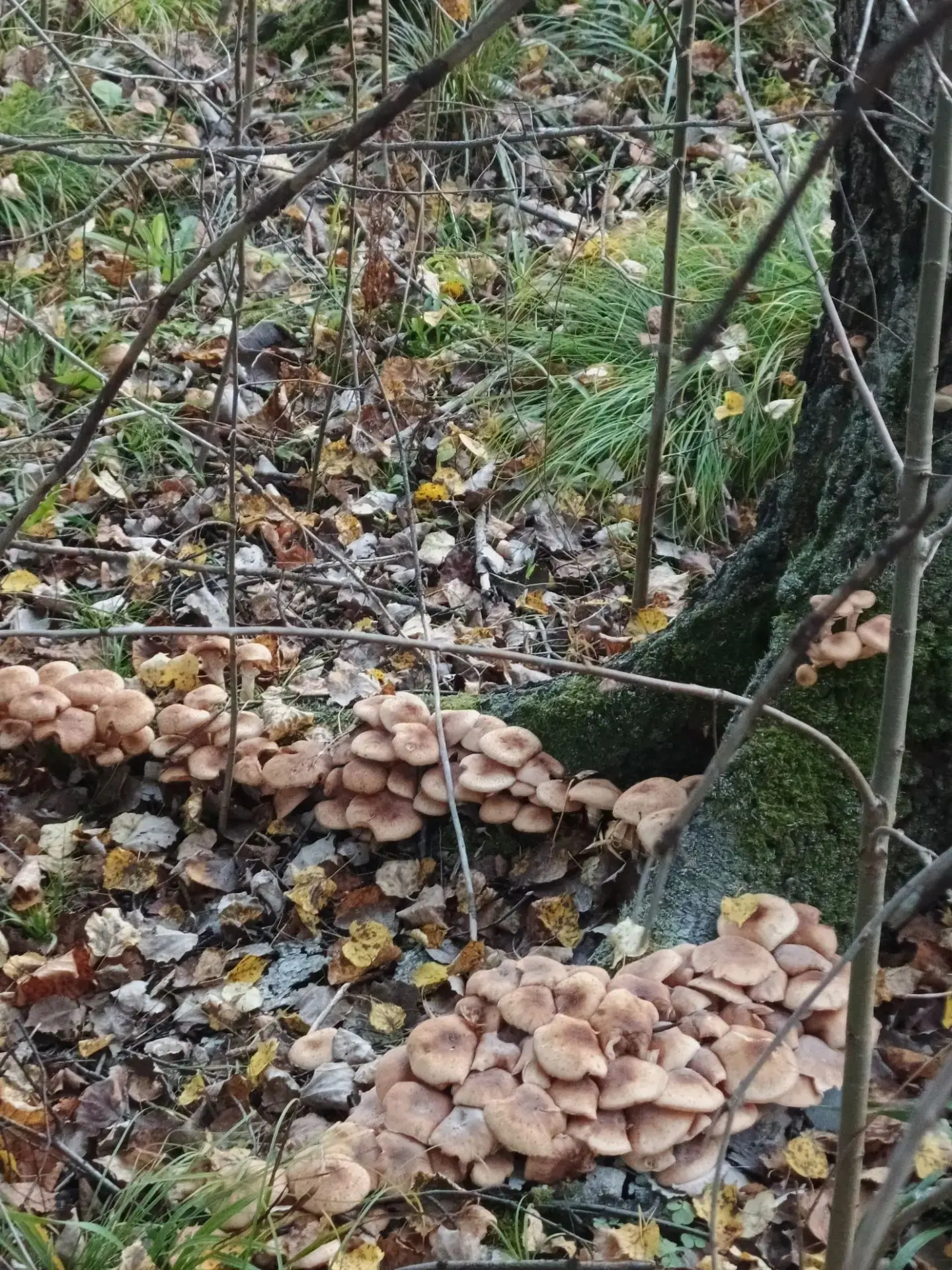🍄‍ 🍁🍂🍁 Друзья, вы только посмотрите, фото каких даров «тихой охоты» нам прислали по...