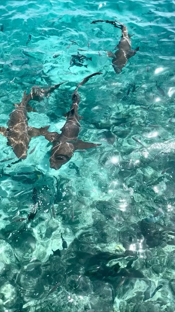 Мальдивы 🇲🇻