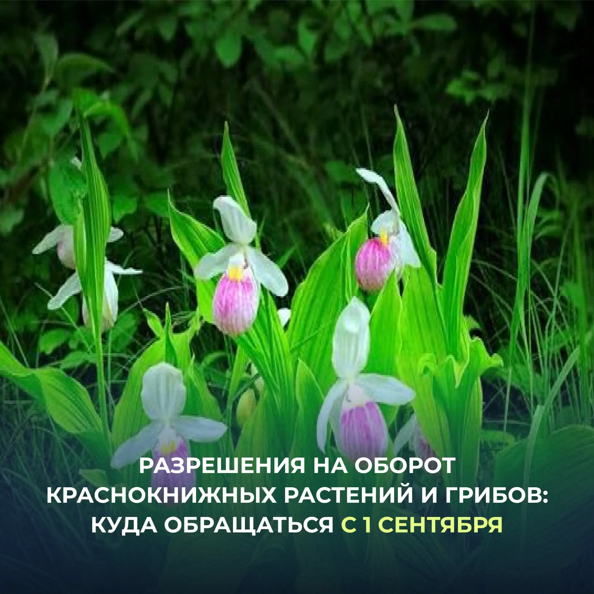 С 1 сентября 2026 года Росприроднадзор начинает выдавать разрешения на оборот растений ...