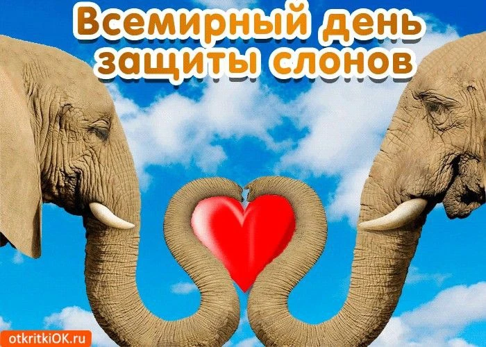 🐘 Сегодня — Всемирный день защиты слонов в зоопарках!20 июня — особенная дата для всех, кто любит п