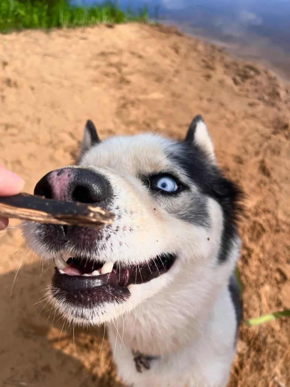 ‼️🐺ХАСКИ АЙС ИЩЕТ  🏡‼️