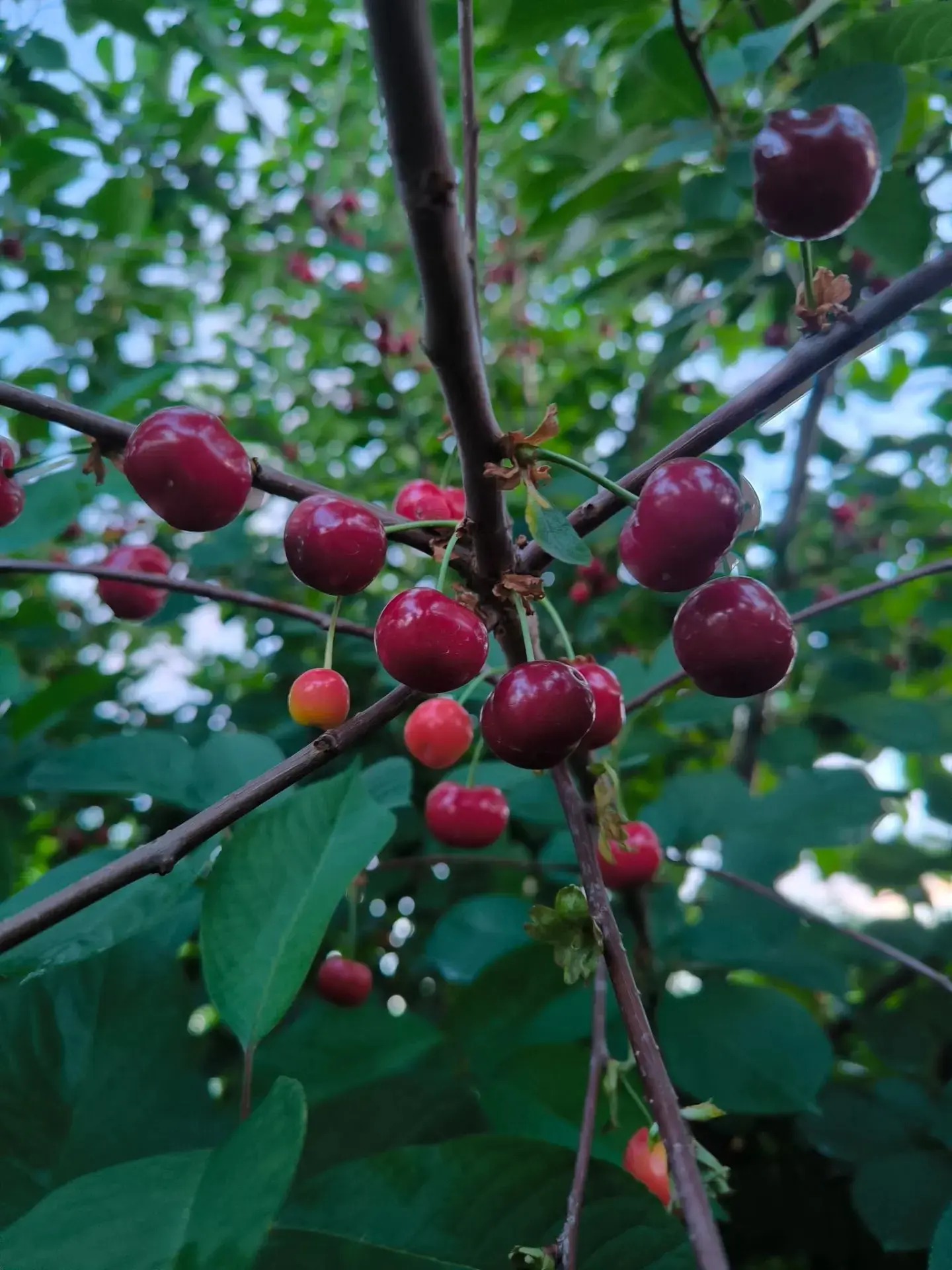 🍒   информация о вишне «Малышка»!

Наша красавица, наливается прямо сейчас на веточках! Та самая «М