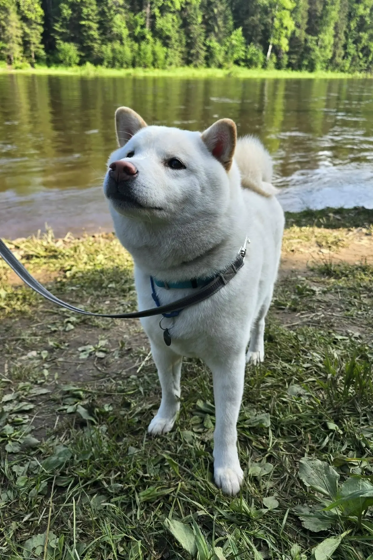 🐶 Хорошие мальчики путешествуют по Усьве в Пермском крае. Вместе с хозяевами они исследуют живописн