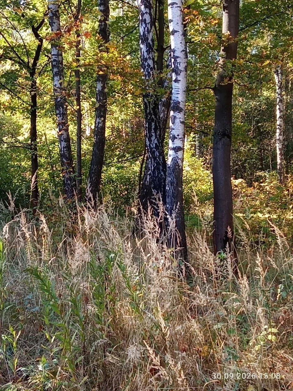 Скромное обаяние осеннего Кусковского леса 🌳
