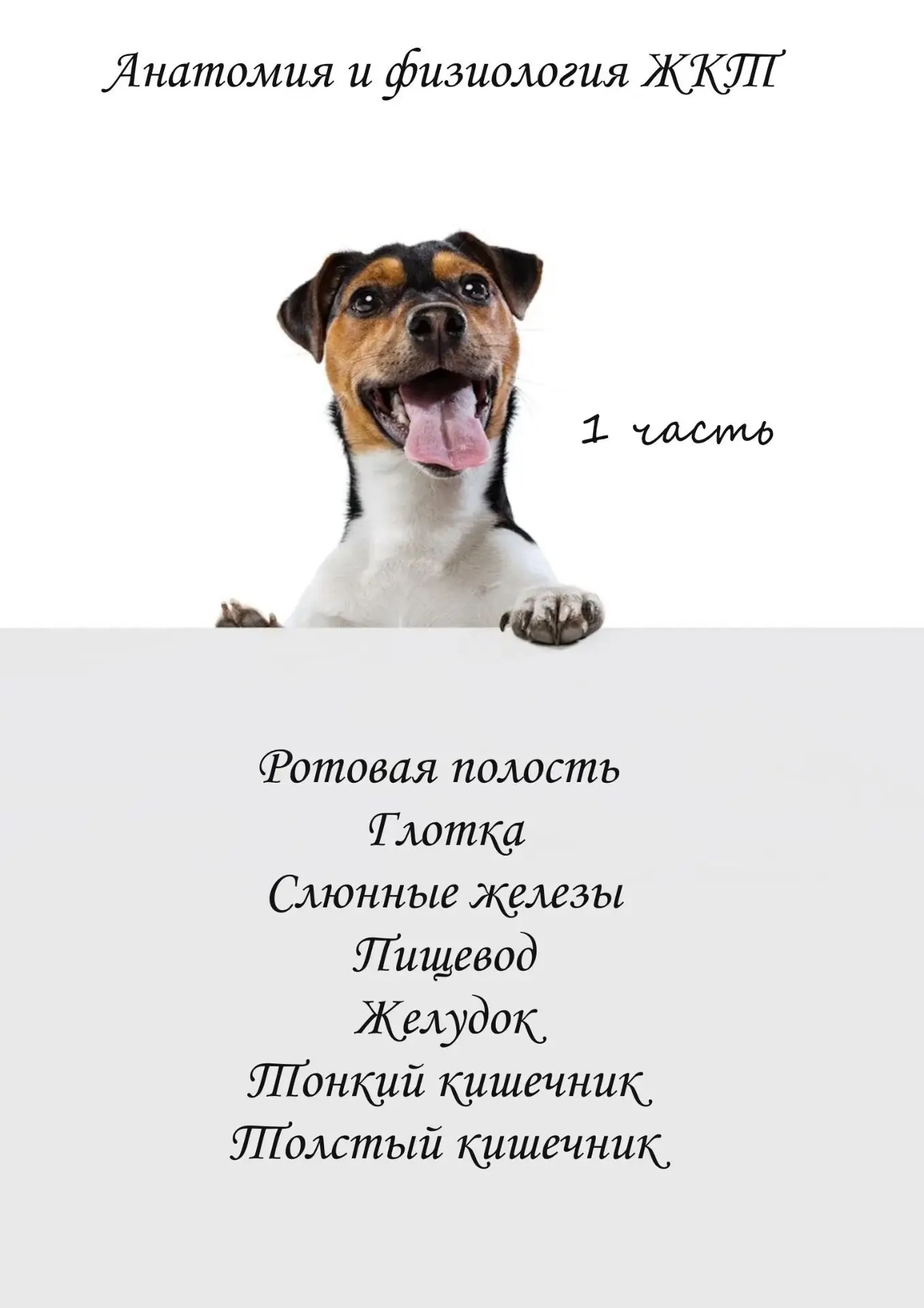 Анатомия и физиология жкт