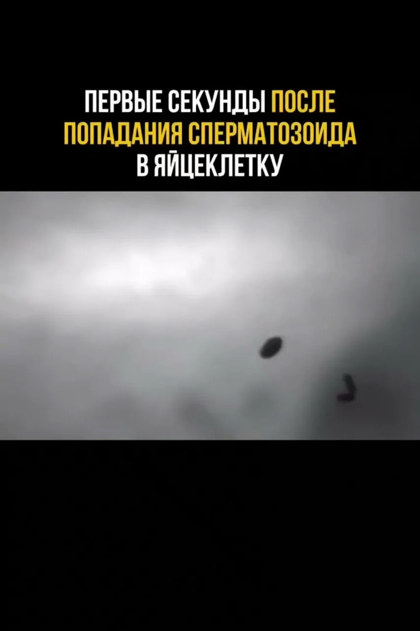 В микроскоп эмбриолога это выглядит как настоящая магия.