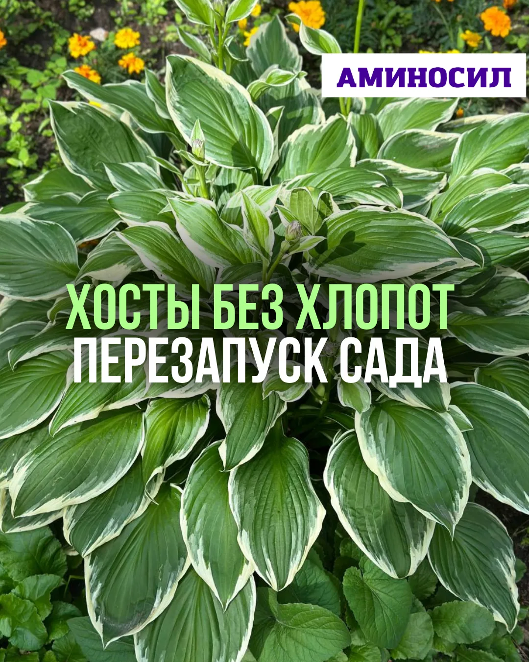 🌿 Хосты без хлопот перезапуск сада   Хосты — идеальные растения для тех, кто хочет максимум декорати