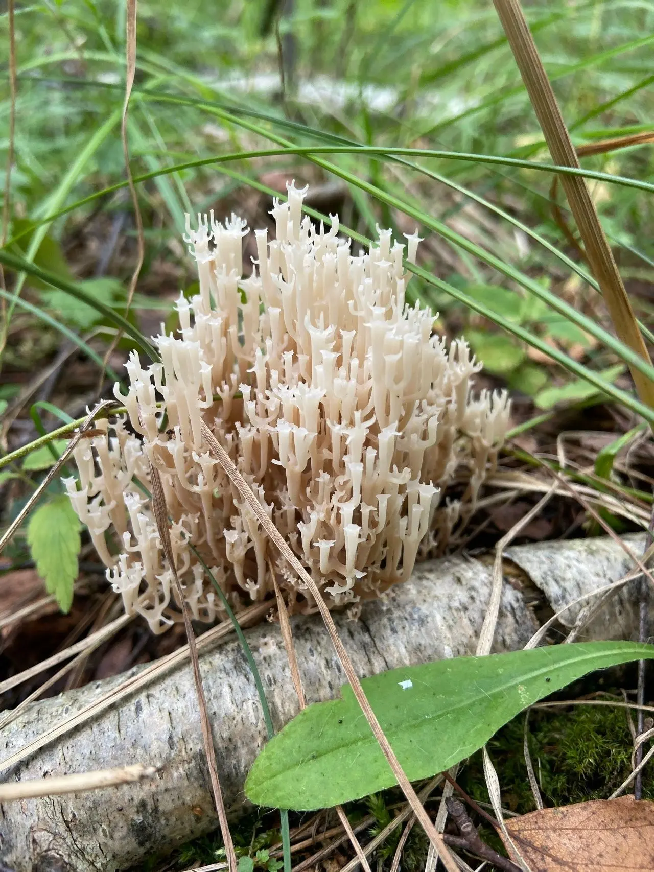 🍀🍄🍁Начало осени
