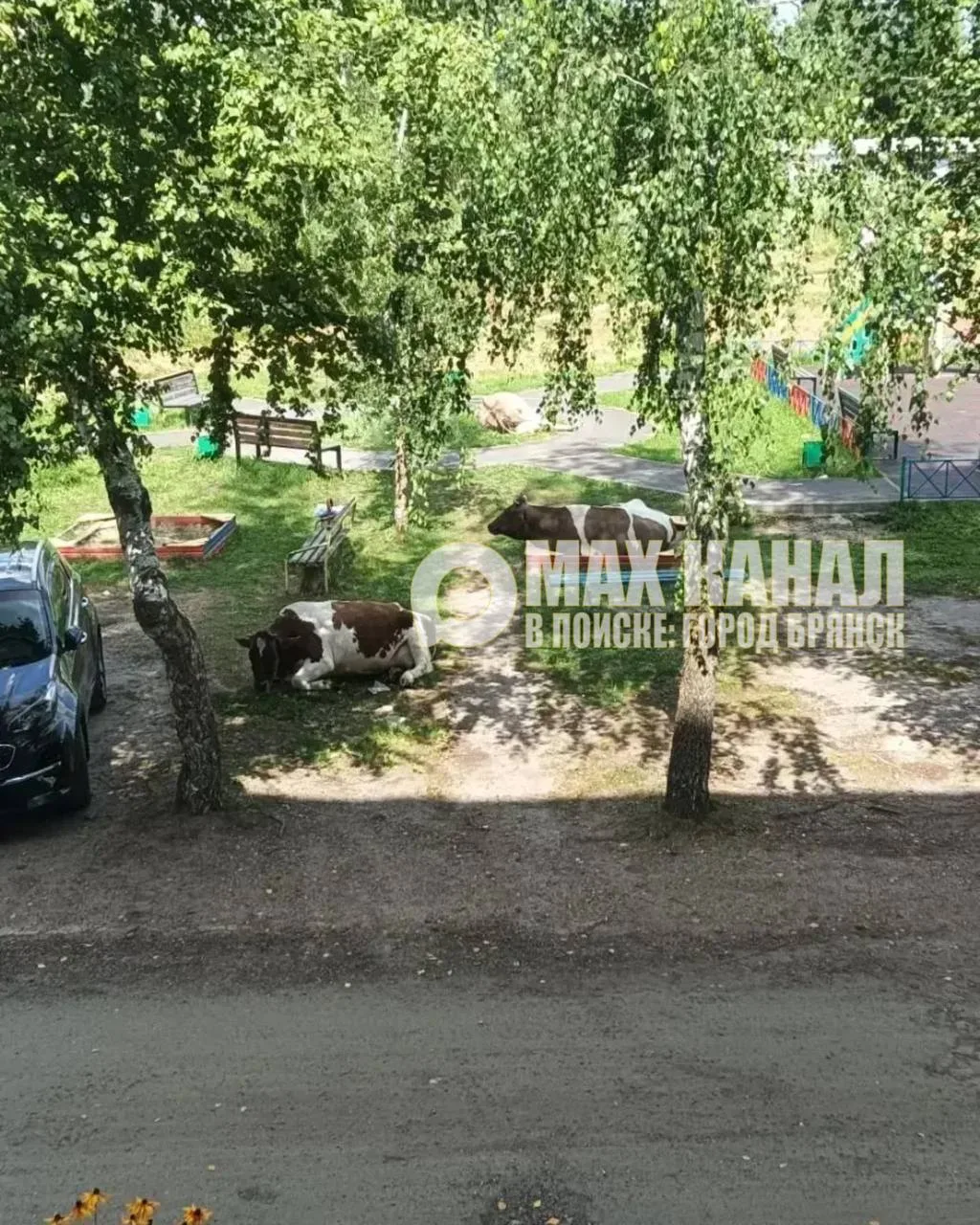 ‼️Нам пишут: Микрорайон Автозаводец, 8. Одолели коровы…

Подписаться на Город Брянск
Предложить Ново