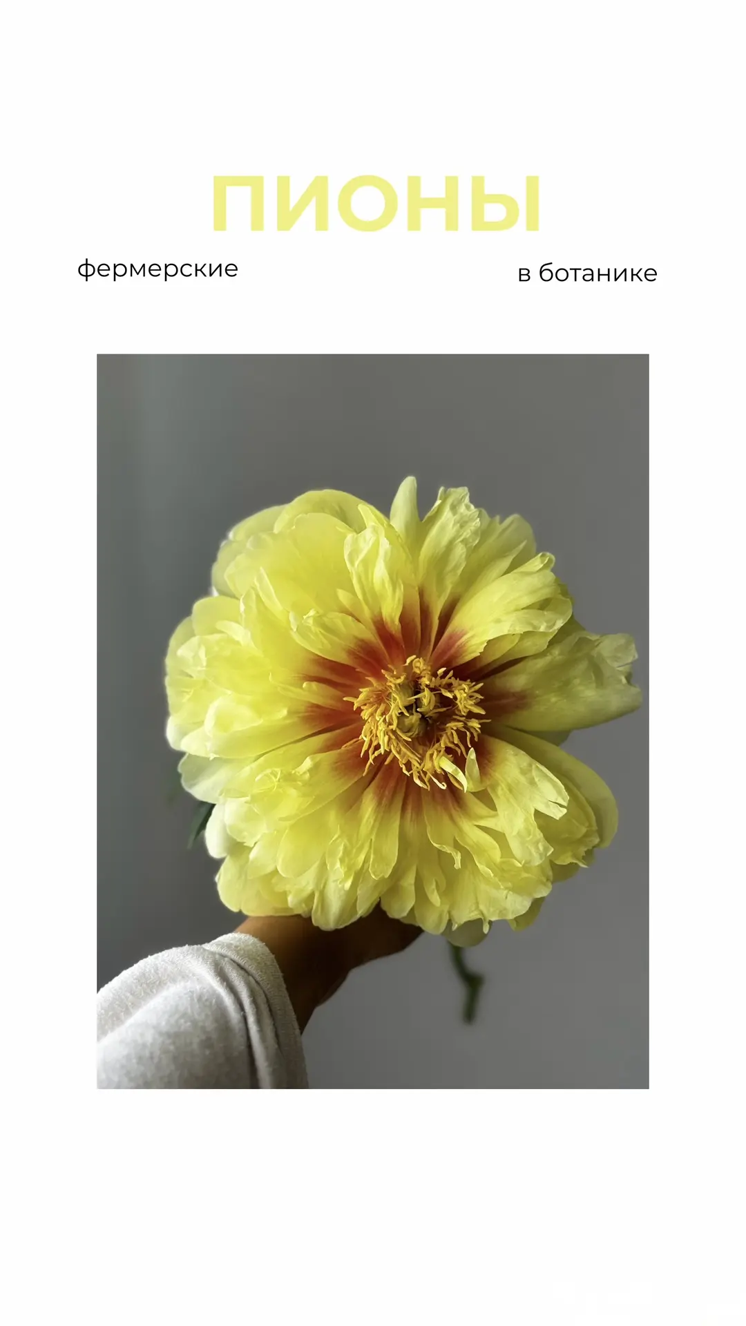 Самые желанные цветы — ПИОНЫ 🌼