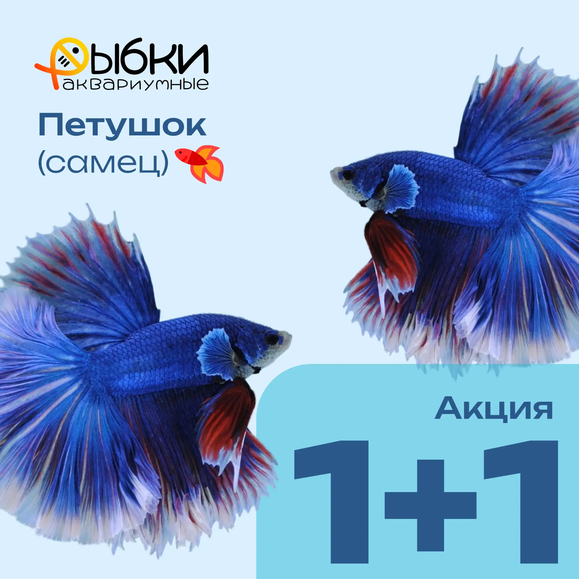 Покупай петушка и получай второго в подарок! Только до 9 апреля.