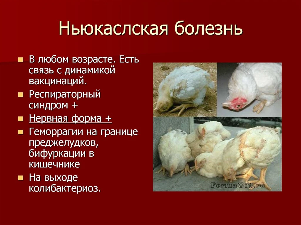 Болезнь Ньюкасла