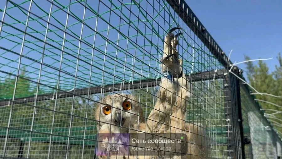 🦉На Урале редких филинят готовят к жизни в дикой природе