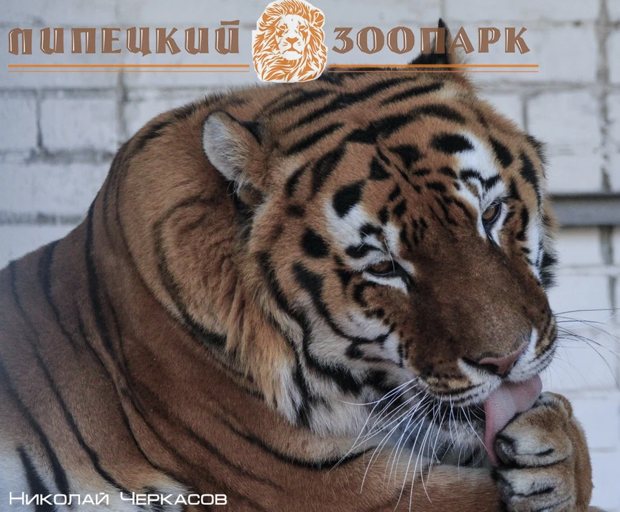 Липецкий зоопарк
29 июля в 14ч. приглашает липчан и гостей города 
на праздничное мероприятие ДЕНЬ  