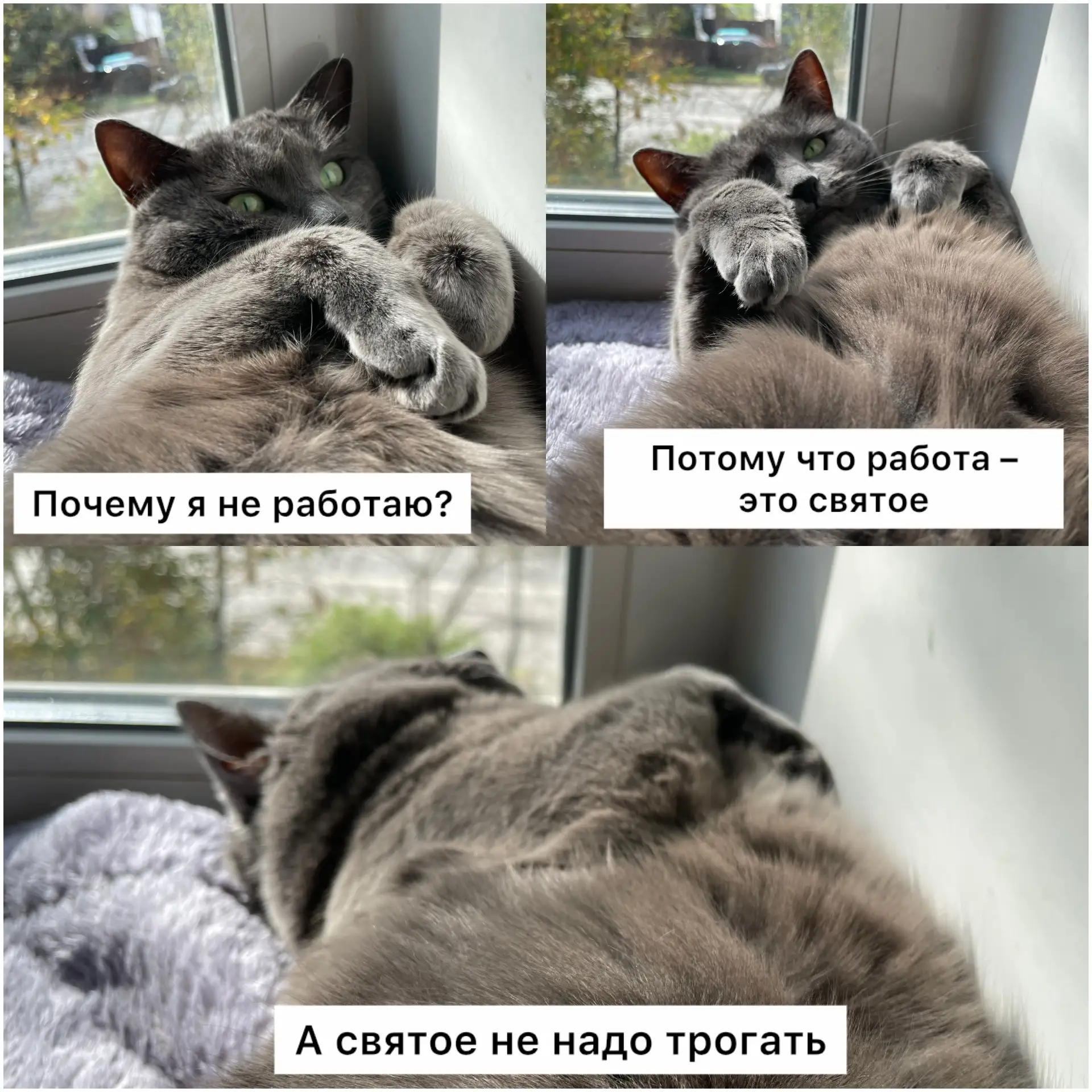 Ну вы поняли😼