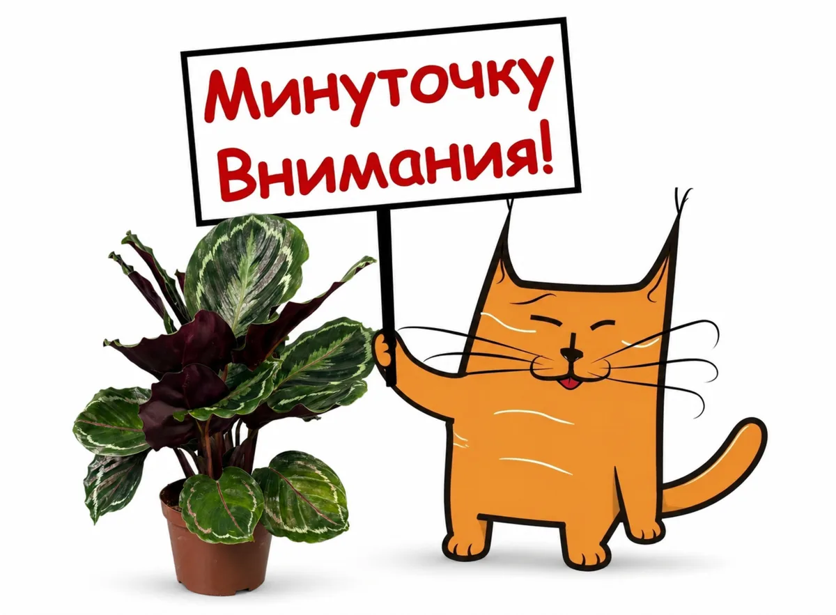 Дорогие покупатели!

Сегодня произошёл технический сбой в программе, поэтому временно принимаем оп