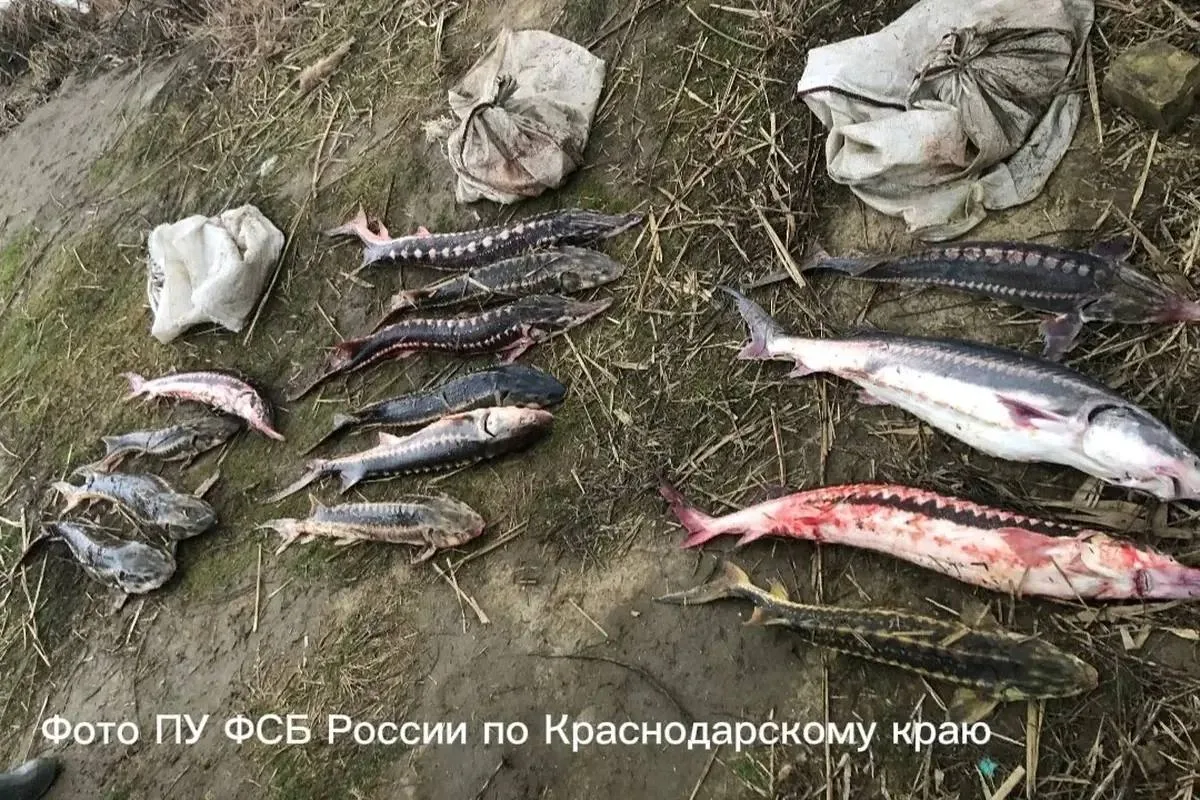 🐟 С жителя Темрюка взыскали более 3,5 млн рублей за незаконный вылов 14 осетровых.