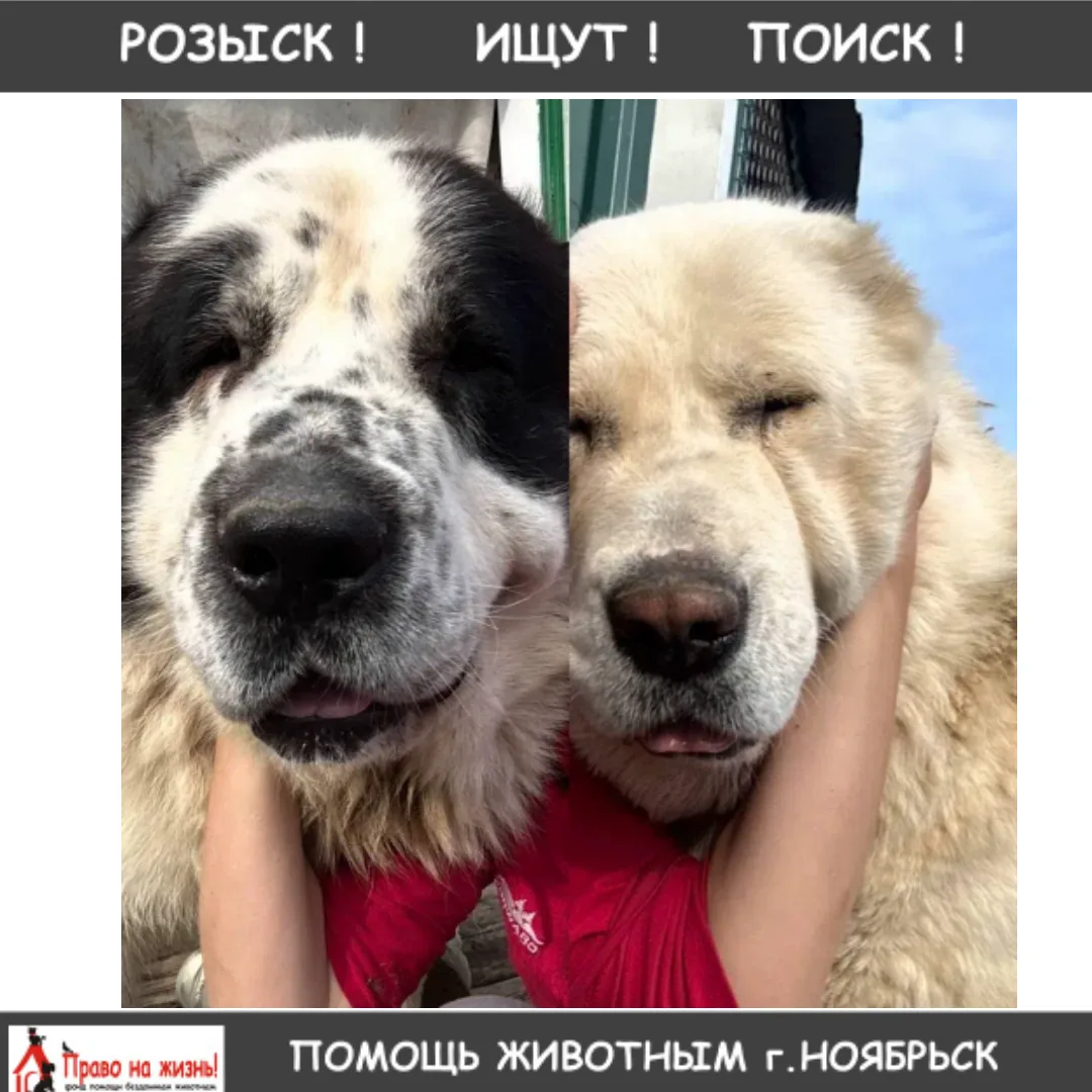 ‼️‼️‼️ Потерялись алабаи в районе промзоны. Огромная просьба сообщить, если увидите, по...