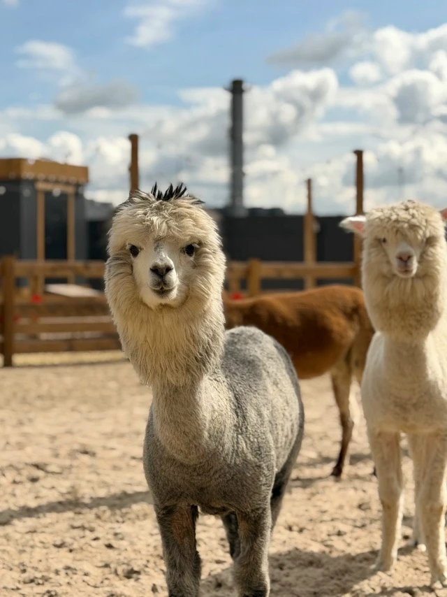 Новый альпака‑парк открылся у «Меги Дыбенко»!🦙