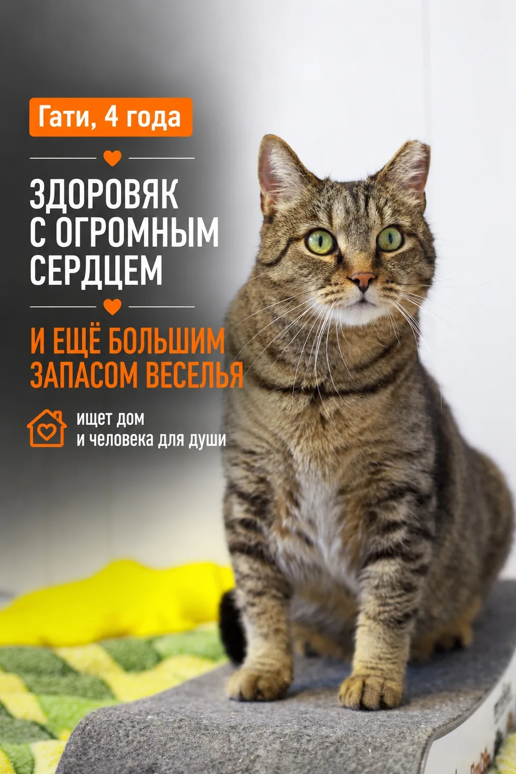 Гати из тех котиков, которые поднимают настроение одним своим видом!