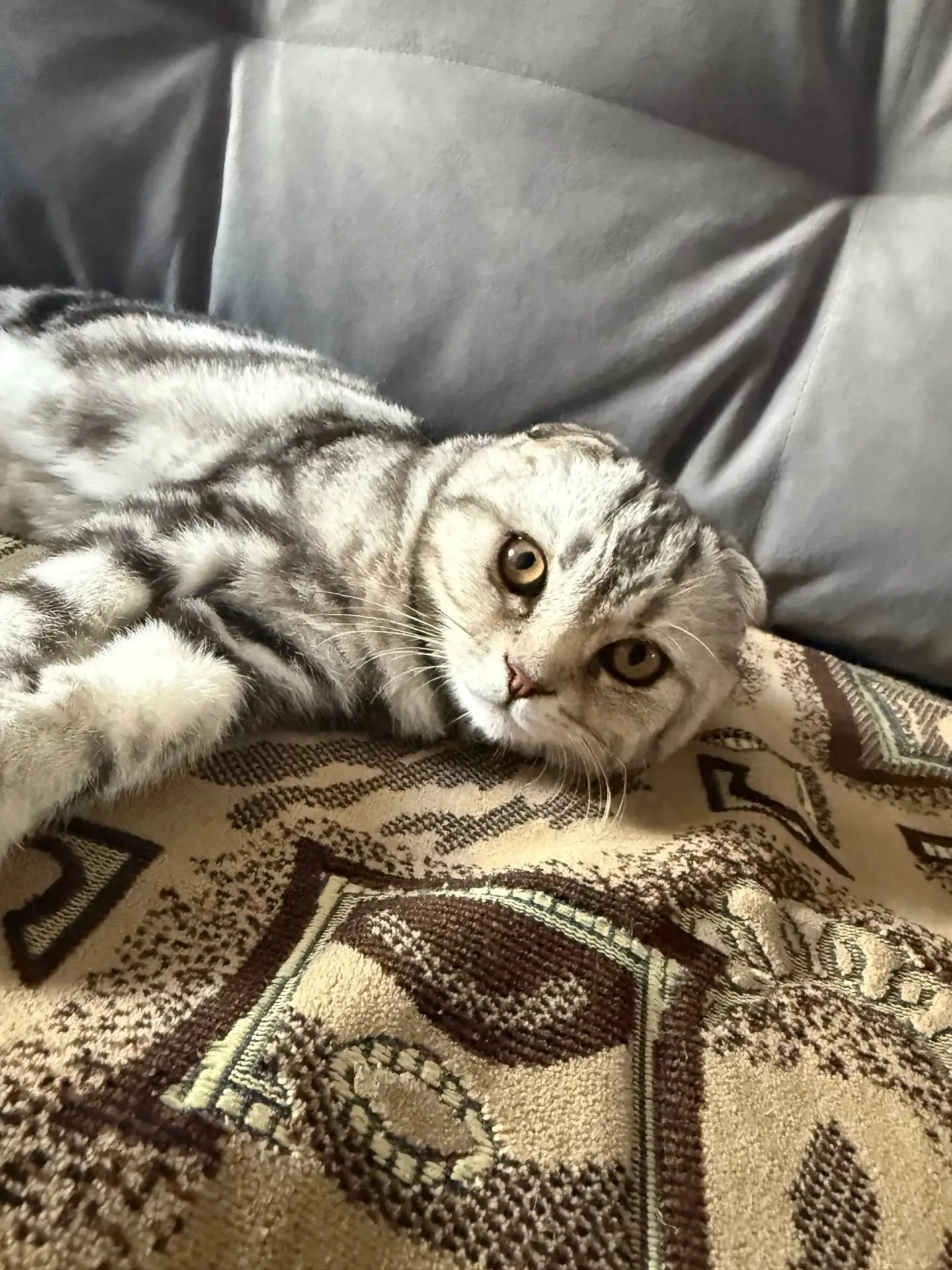 Пропал котёнок, в районе мордвы