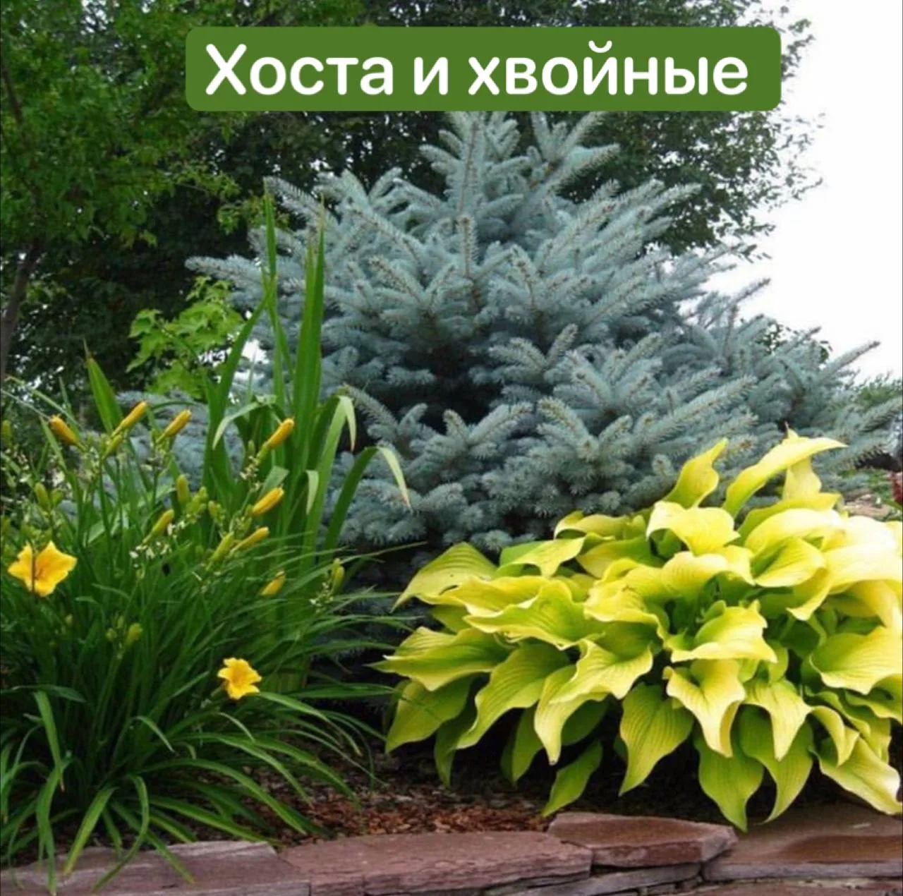 🌿 С чем сочетать хосты?

Хосту в саду и на клумбе часто комбинируют с другими растениями. Она служи