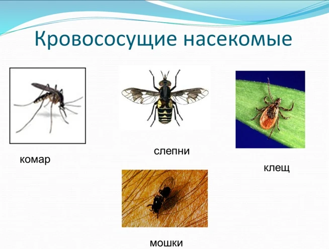 Укусы насекомых - кровососущие

Лето - прекрасное время для отдыха на природе, однако надо помнить, 
