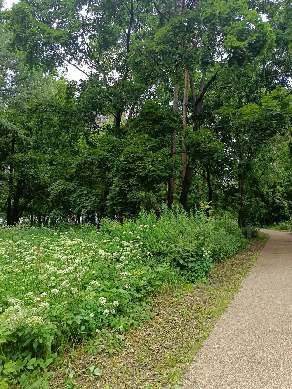 Летняя Всехсвятская роща в объективе соседей 🌿