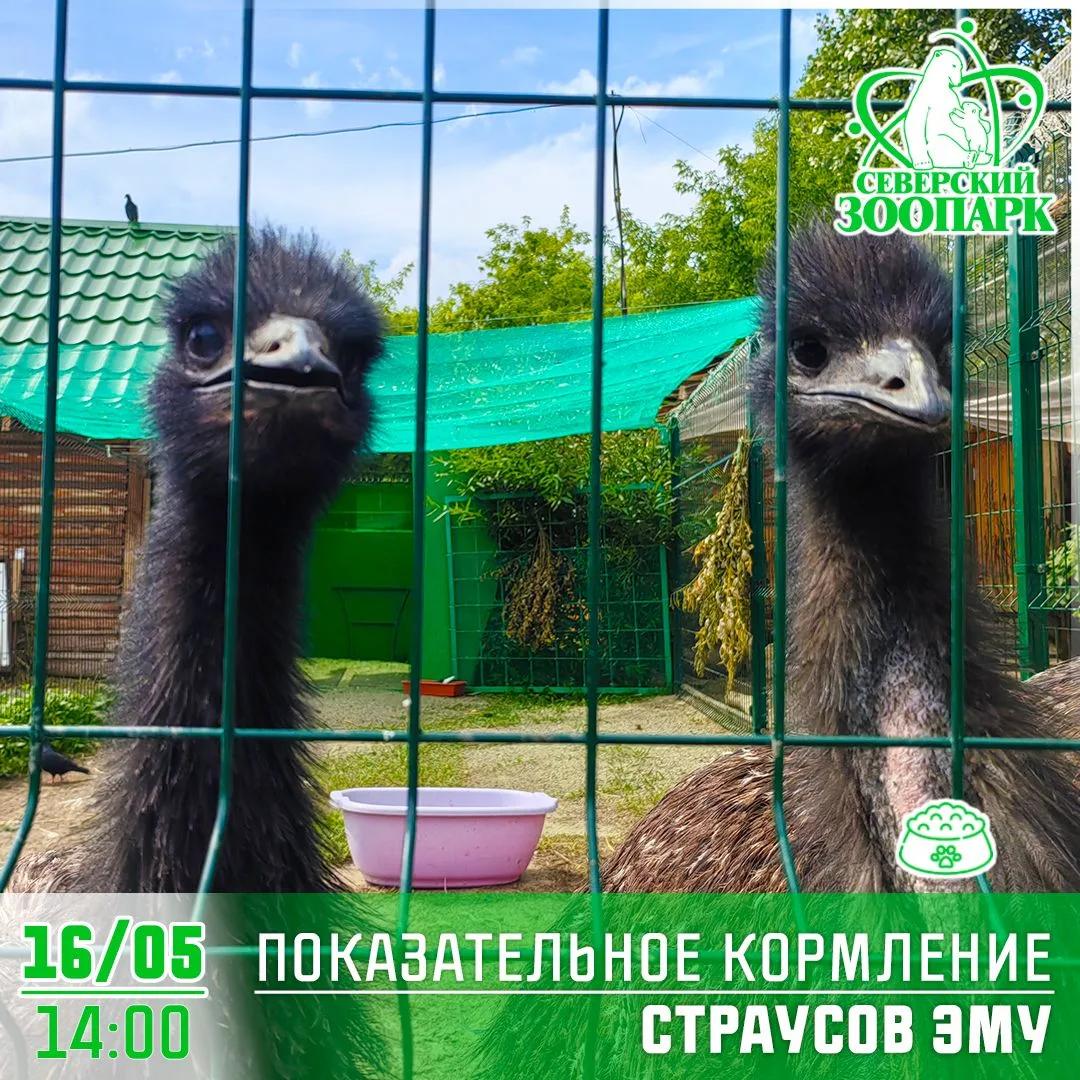 🥳 Выходные в Парке и Зоопарке: