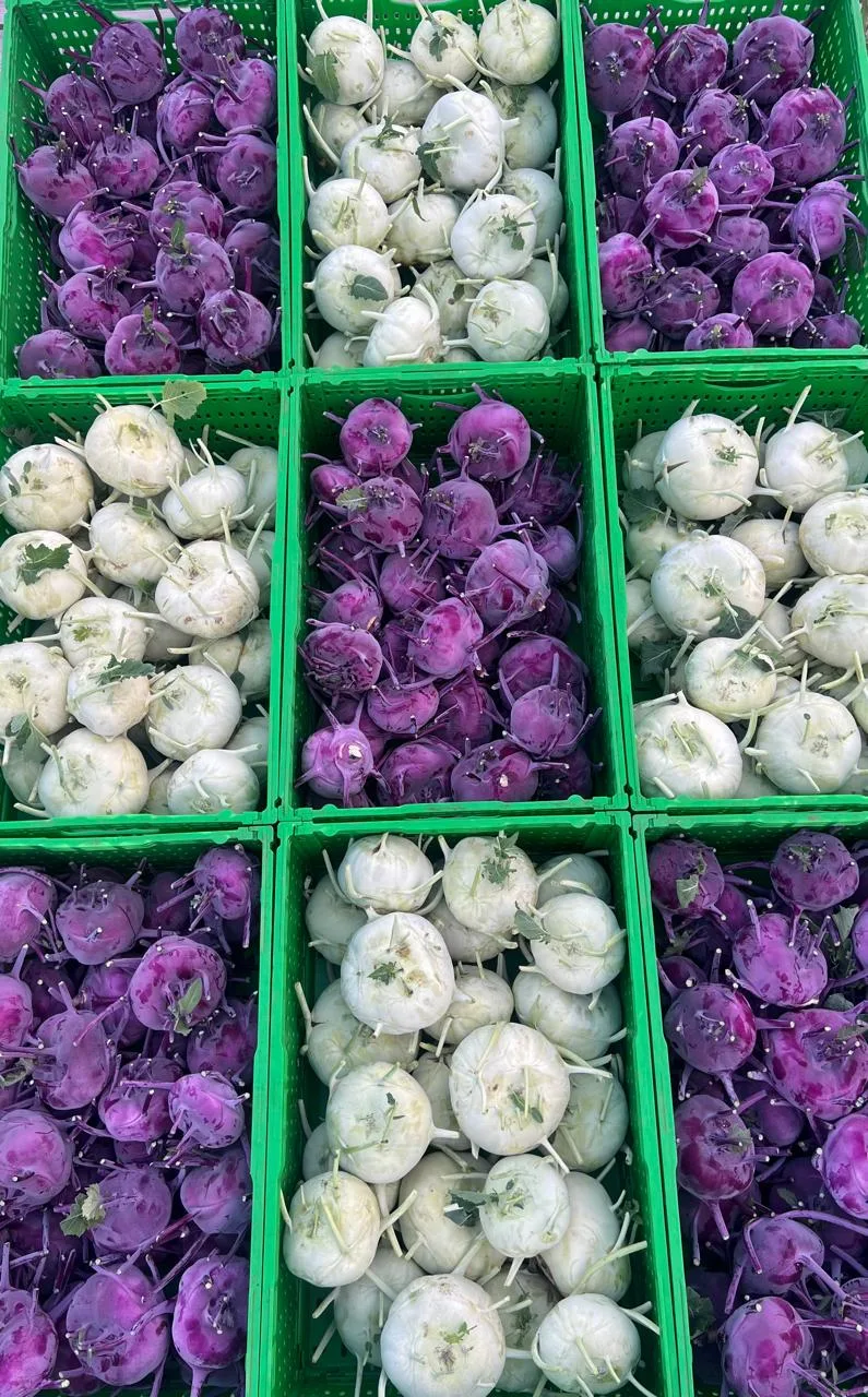 🥬 ВЫ ЗНАЕТЕ, ЧЕМ ОТЛИЧАЕТСЯ ЗЕЛЁНАЯ КОЛЬРАБИ ОТ ФИОЛЕТОВОЙ?💚💜
