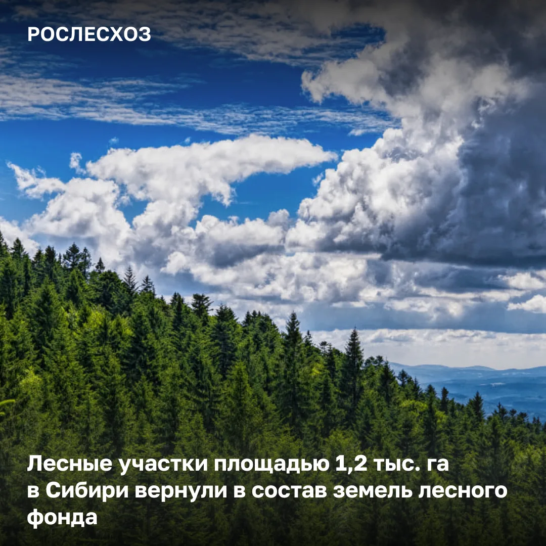 🟢 Департамент лесного хозяйства по Сибирскому федеральному округу подал иски в арбитра...