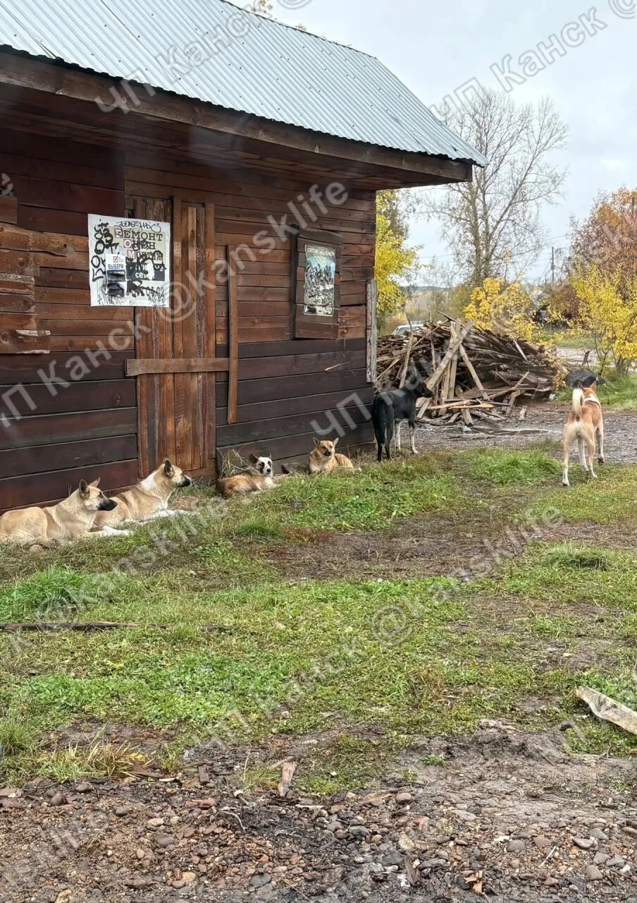 На пересечении улиц Матросская и Солнечная обитает большая стая бездомных собак. Здесь ...