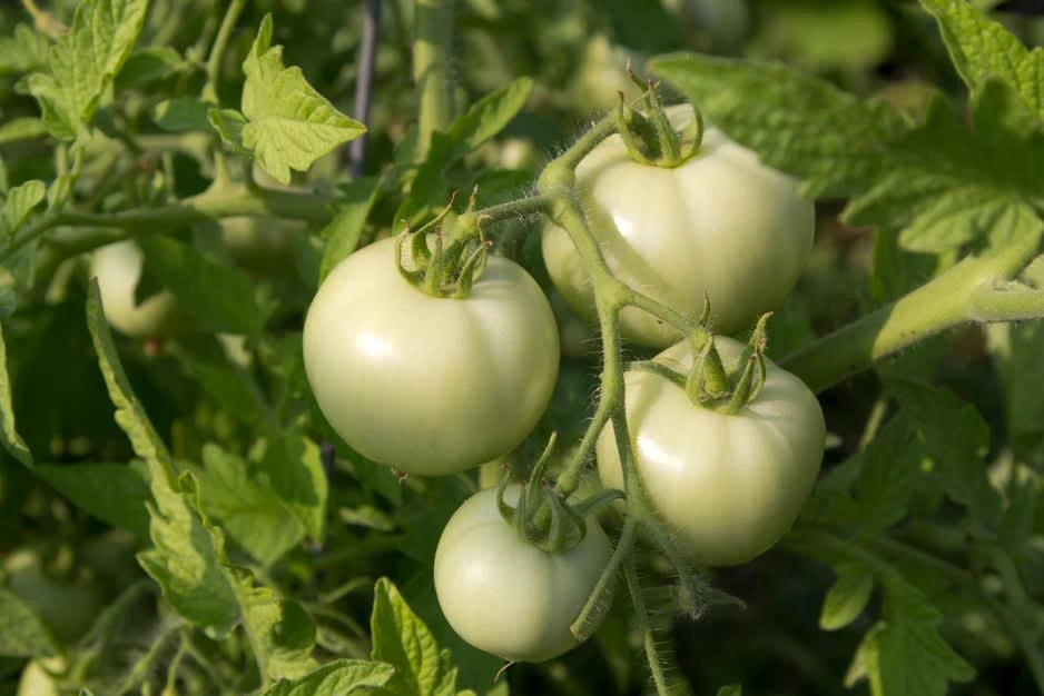 🍅 Лонг Кипер — томат, который спелым на кусте вы не увидите