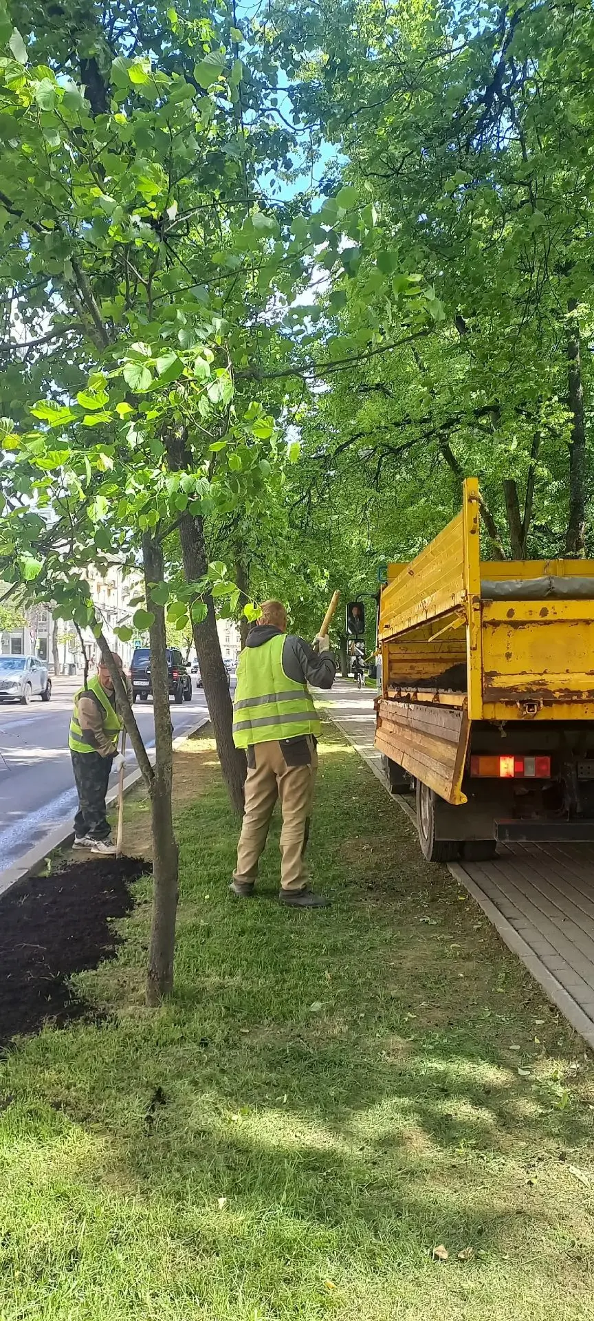 В Великом Новгороде специалисты проводят восстановительные работы на газонах после зимн...
