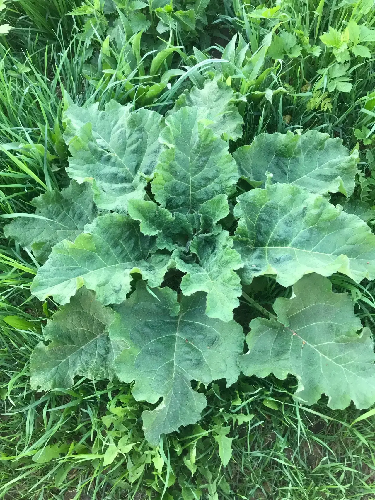 🌿 Исследование растений на пришкольном участке!🌿                                     ...