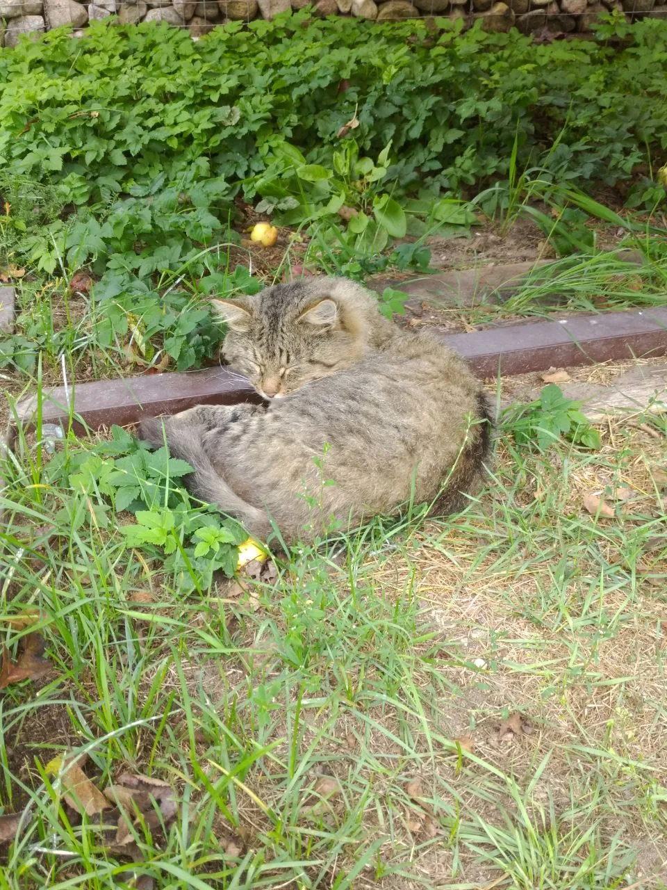 Адмиральский час у нас есть даже у кота)..